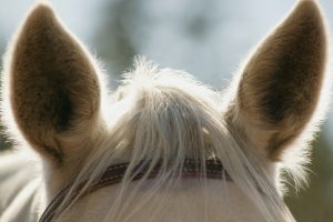 Horses ears