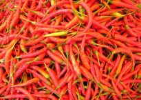 chilli-pepper-449_640