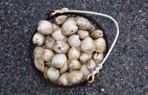 clams-2209621_640