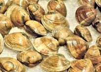 fresh-atlantic-clams-898337_640