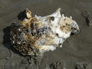 pacific-oyster-57652_640