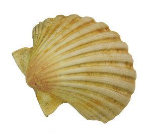 seashell-1063446_640