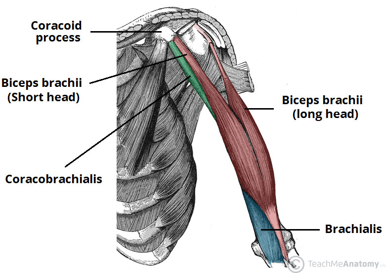 Coracobrachialis-Biceps-and-Brachialis-Muscles
