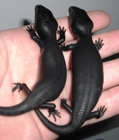melanistic-black-lizard