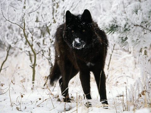 melanistic-black-wolf